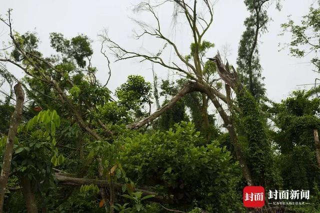 2025年1号台风“蝴蝶”或将于“五一”假期生成！(图2)