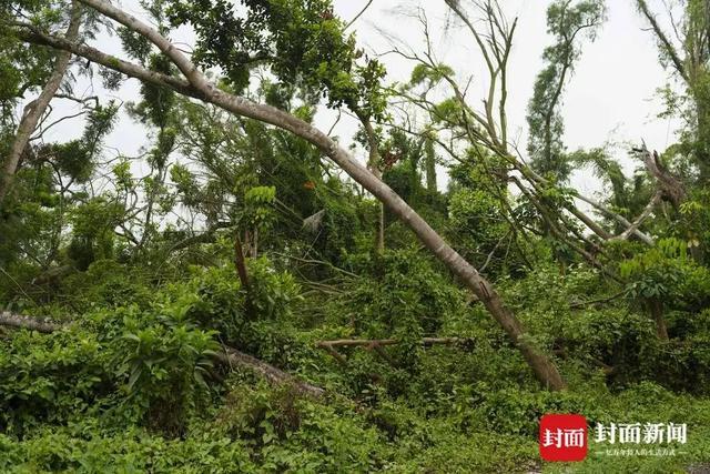 2025年1号台风“蝴蝶”或将于“五一”假期生成！(图3)