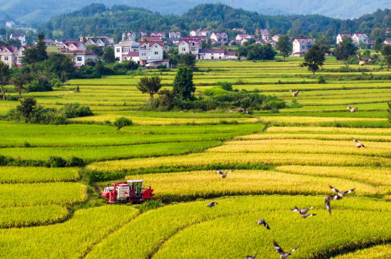 宣城旌德：“电力守护者”国庆坚守一线护航“云上梯田”秋收归仓(图1)