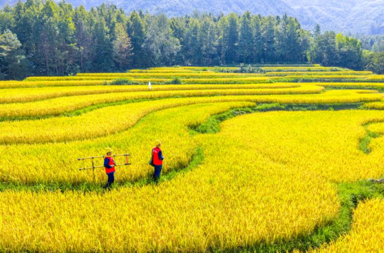 宣城旌德：“电力守护者”国庆坚守一线护航“云上梯田”秋收归仓(图3)