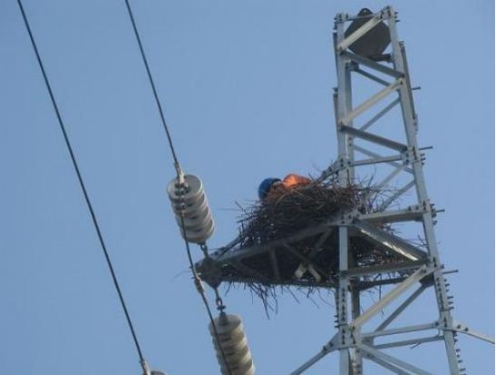 小型驱鸟设备电力杆塔超声波驱鸟器(图1)
