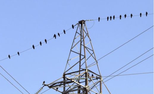 智能自动型声光驱鸟设备守护变电站安全运行(图1)